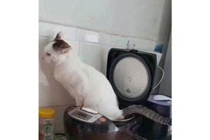 Nangkring di atas rice cooker, kucing ini tinggalkan jejak tak terduga