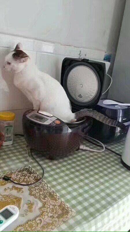Nangkring di atas rice cooker, kucing ini tinggalkan jejak tak terduga