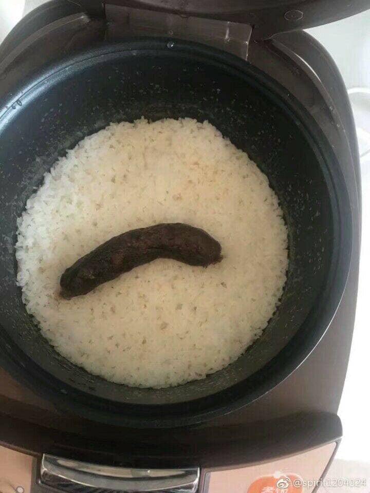 Nangkring di atas rice cooker, kucing ini tinggalkan jejak tak terduga