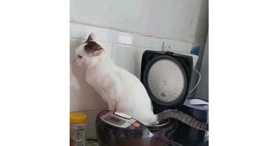 Nangkring di atas rice cooker, kucing ini tinggalkan jejak tak terduga