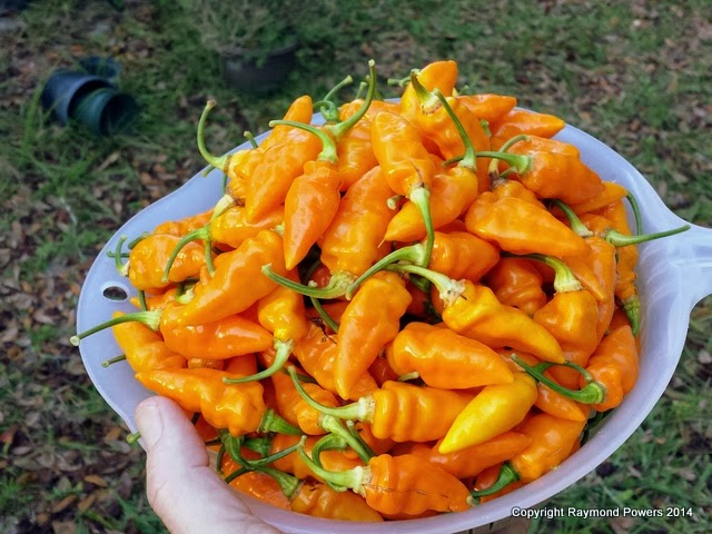 5 Jenis cabai terpedas di dunia yang bisa bikin lidahmu panas terbakar