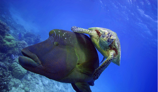 10 Potret hewan menunggangi hewan lain ini lucunya kebangetan