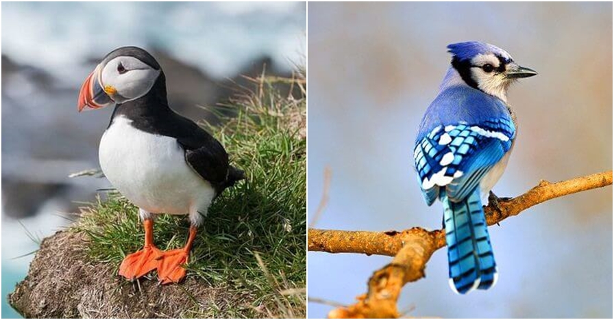 10 Jenis burung paling cantik dan diburu di dunia, mulai langka
