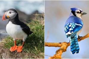 10 Jenis burung paling cantik dan diburu di dunia, mulai langka