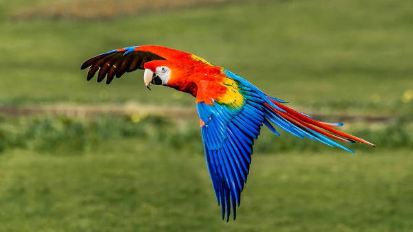 10 Jenis burung paling cantik dan diburu di dunia, mulai langka