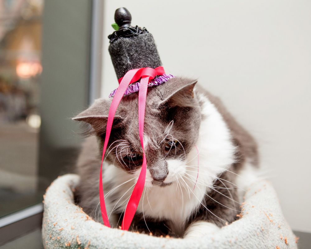 Begini penampilan unik 10 kucing jika hadiri pernikahan Harry-Meghan