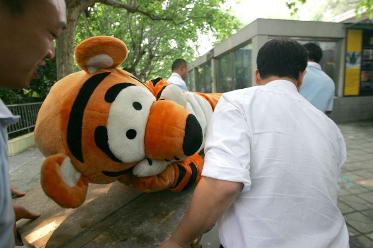 Simulasi penangkapan harimau ini bukannya serem malah konyol