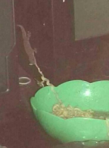 7 Kelakuan absurd cicak ini bikin diam-diam cekikikan