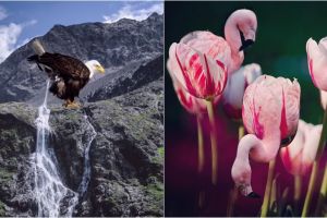 10 Gambar manipulasi hewan membaur dengan alam ini bikin susah kedip