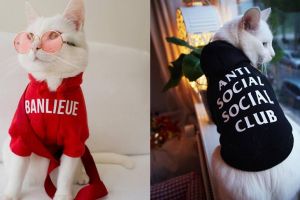 8 Potret Zappa The Cat, kucing imut yang suka bergaya ala street style