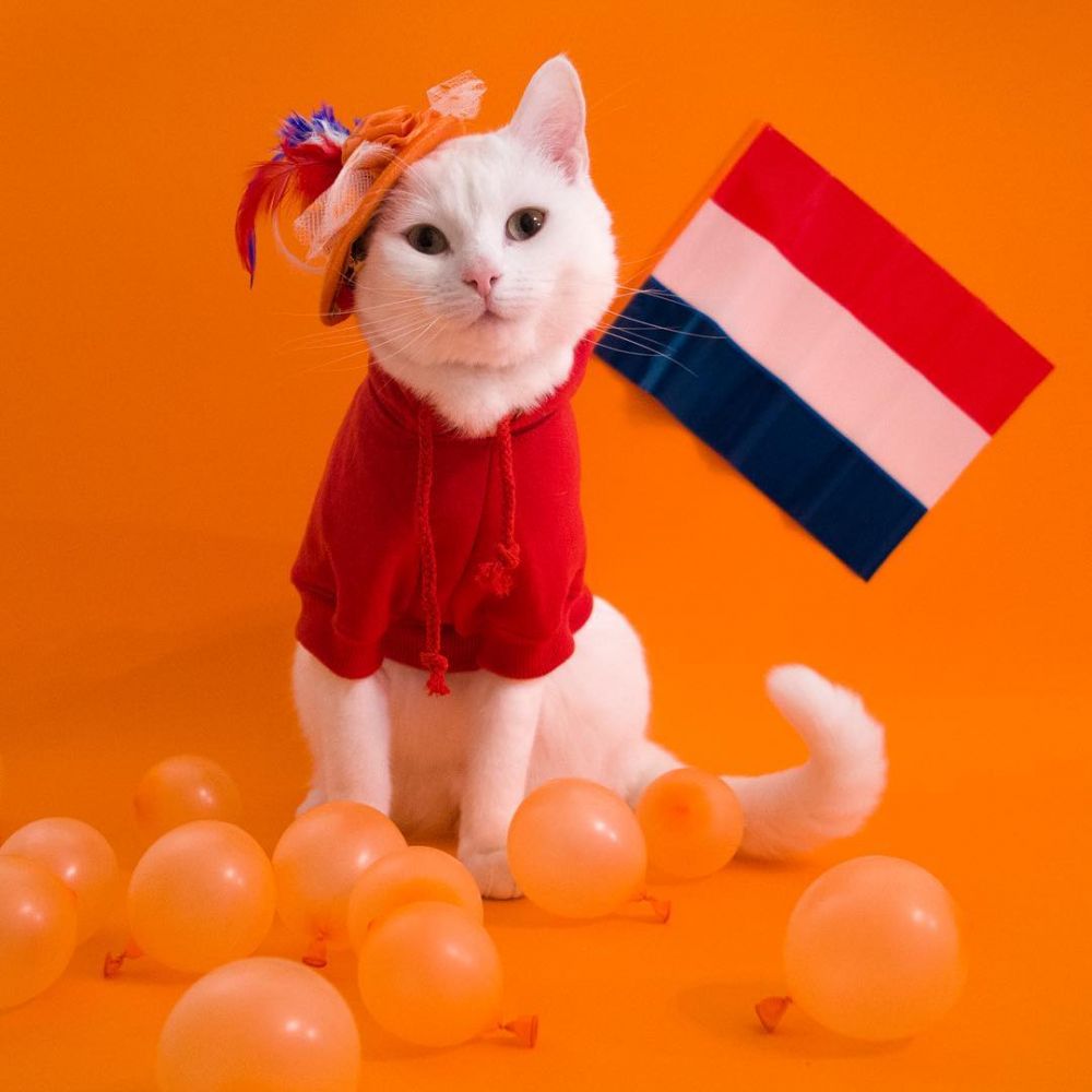 8 Potret Zappa The Cat, kucing imut yang suka bergaya ala street style