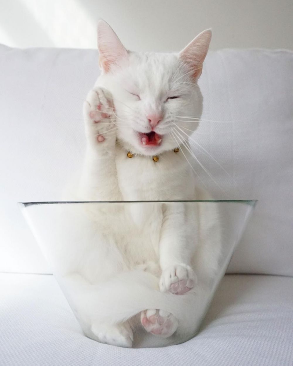 8 Potret Zappa The Cat, kucing imut yang suka bergaya ala street style