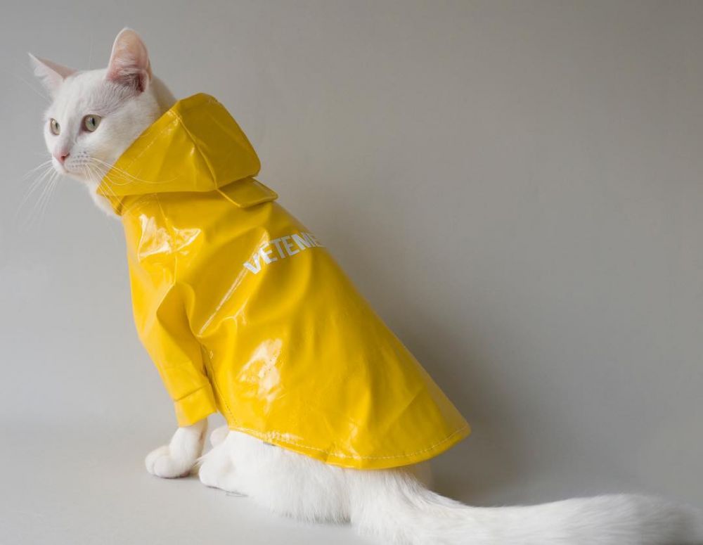 8 Potret Zappa The Cat, kucing imut yang suka bergaya ala street style