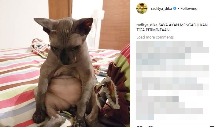 Kocak nan imut, ini 9 momen Raditya Dika main dengan kucingnya