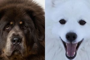 Jadi peliharaan, 5 hewan ini jati dirinya malah bikin terkejut