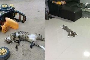 9 Tingkah kocak kucing tiru aktivitas manusia, lucunya bikin meong