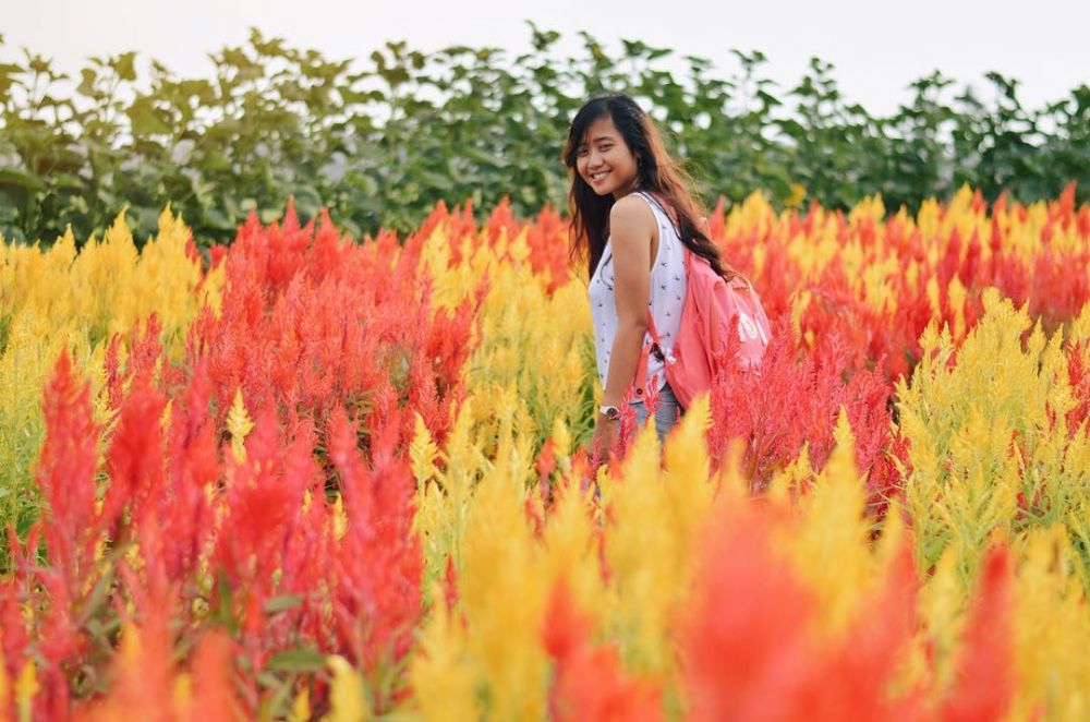 5 Kebun bunga di Jogja ini bisa bikin feed Instagrammu makin kece