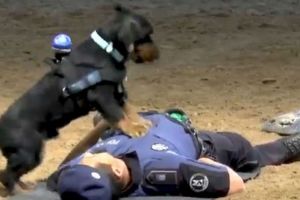 Aksinya viral, anjing polisi ini lakukan CPR ke manusia saat darurat