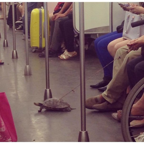 10 Kejadian paling absurd saat di MRT, ada yang bawa rubah