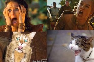 Ini jadinya jika kucing perankan 10 karakter Game of Thrones