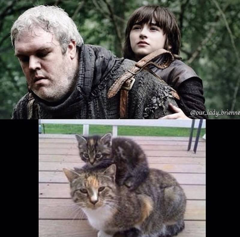 Ini jadinya jika kucing perankan 10 karakter Game of Thrones