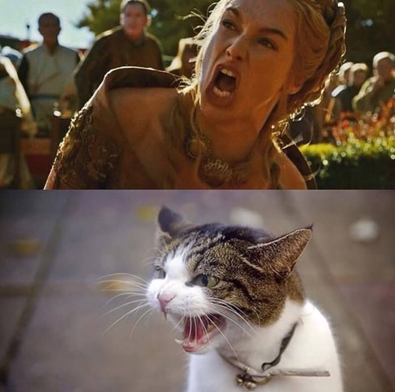 Ini jadinya jika kucing perankan 10 karakter Game of Thrones