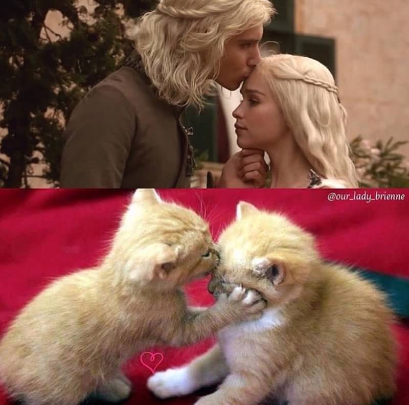 Ini jadinya jika kucing perankan 10 karakter Game of Thrones