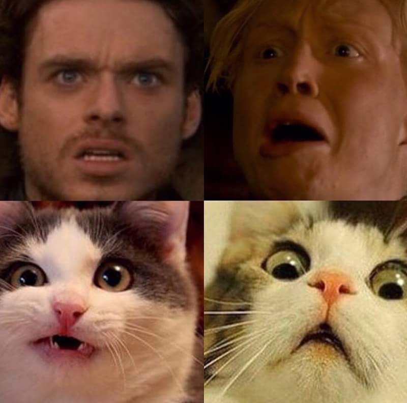 Ini jadinya jika kucing perankan 10 karakter Game of Thrones