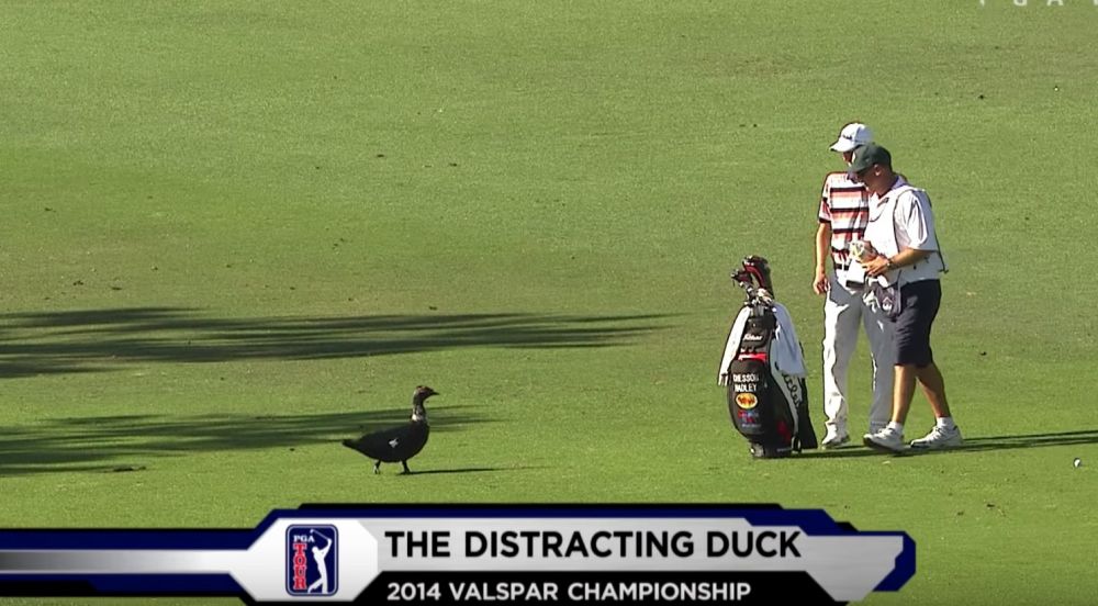 10 Momen satwa liar tiba-tiba muncul saat turnamen golf, bikin ngeri