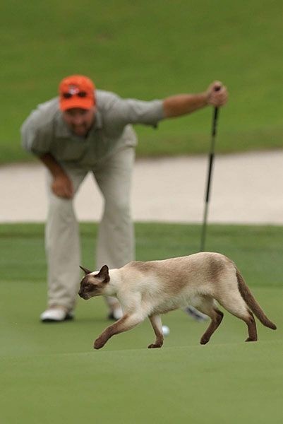 10 Momen satwa liar tiba-tiba muncul saat turnamen golf, bikin ngeri