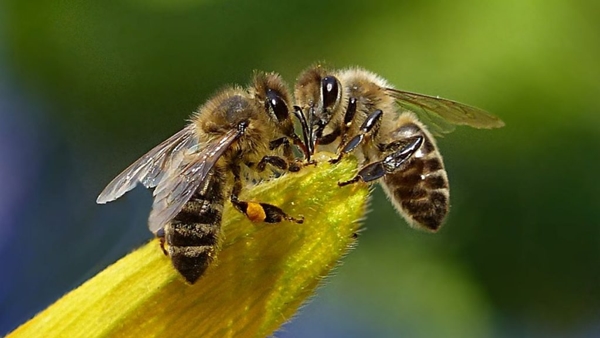 7 Serangga paling pintar di dunia, bisa menari hingga paham navigasi