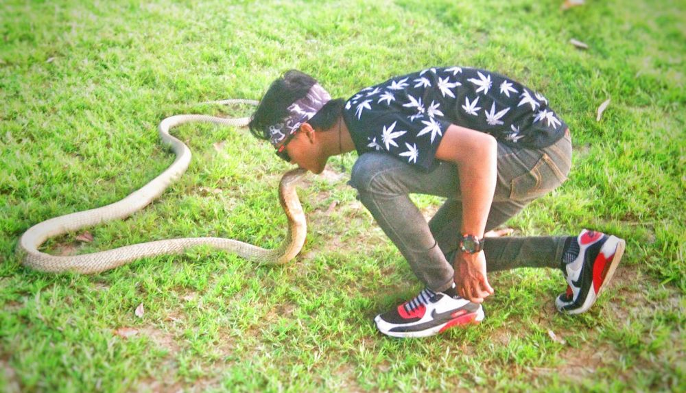8 Aksi berbahaya Risky dengan king kobra, sebelum ular itu membunuhnya