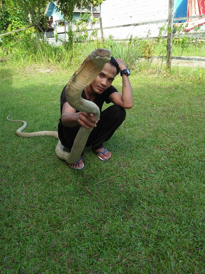 8 Aksi berbahaya Risky dengan king kobra, sebelum ular itu membunuhnya
