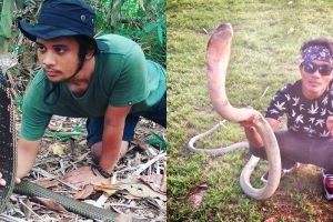 Heboh kasus Risky digigit king kobra, begini nasihat Panji Petualang