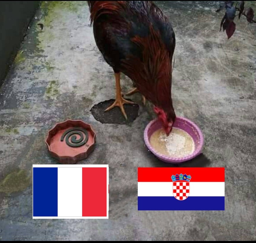 7 Prediksi hewan jelang final Piala Dunia 2018 ini ngeselin tapi kocak