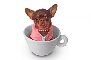 Anjing cihuahua terkecil ini dikloning 49 kali, pecahkan rekor dunia