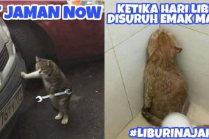 8 Meme 'jika kucing jadi manusia' ini ulahnya ngegemesin banget