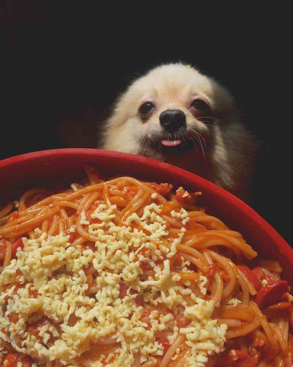 12 Ekspresi lucu anjing minta makan ini bikin senyummu terkembang