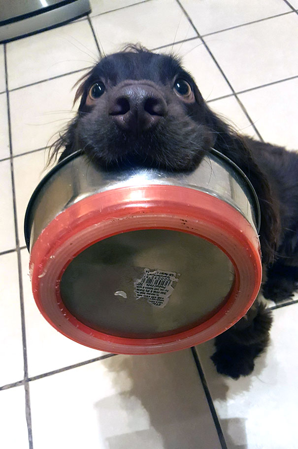 12 Ekspresi lucu anjing minta makan ini bikin senyummu terkembang