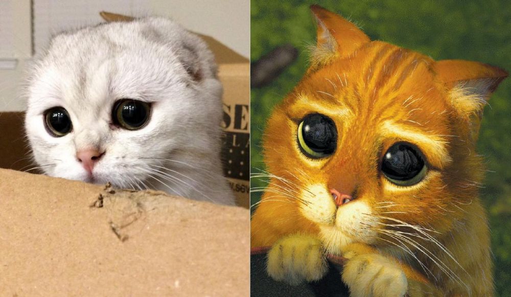 10 Pose kucing tiru berbagai ekspresi ini bikin gemes sendiri
