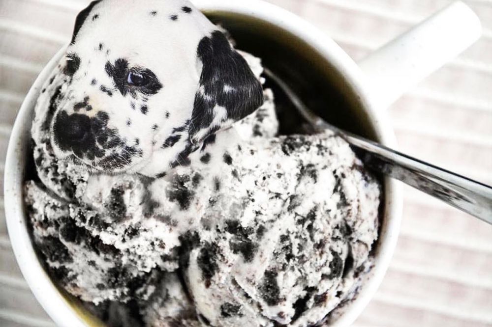 10 Foto editan anjing jadi satu sama makanan, hasilnya bikin terkecoh