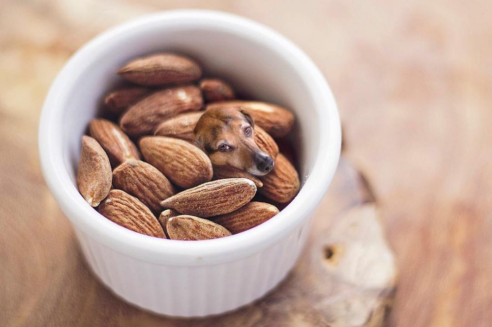 10 Foto editan anjing jadi satu sama makanan, hasilnya bikin terkecoh