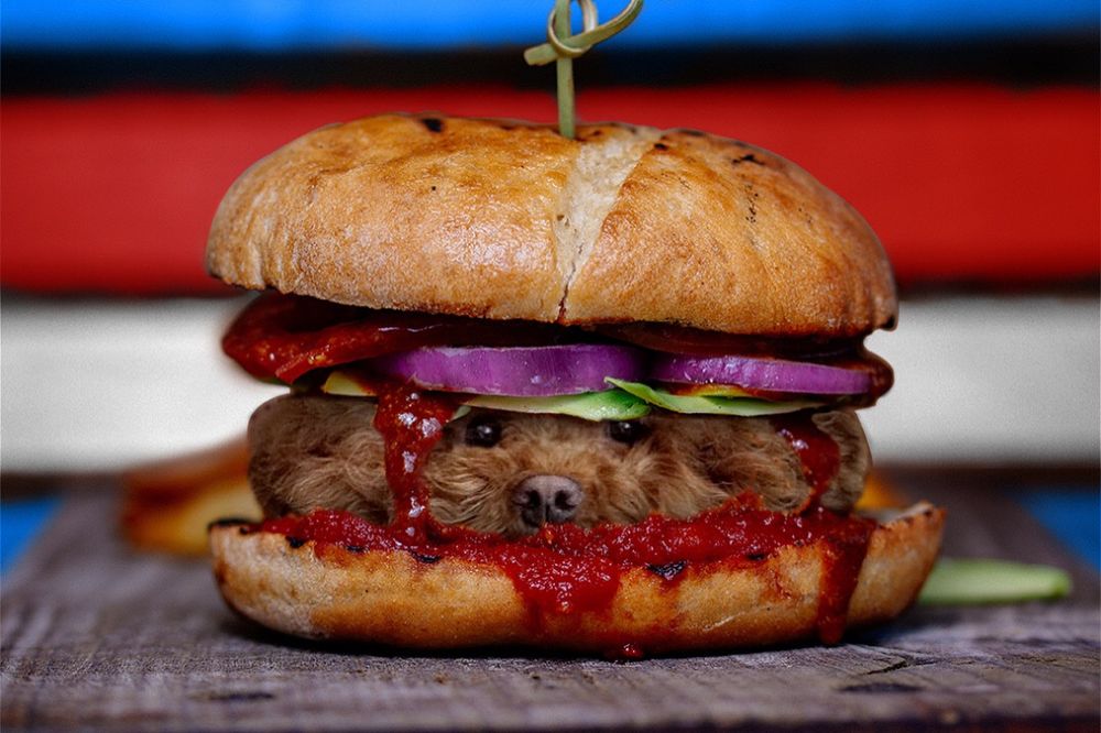 10 Foto editan anjing jadi satu sama makanan, hasilnya bikin terkecoh