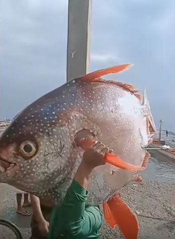 Nelayan ini emoh jual ikan jumbo tangkapannya, alasannya bikin melongo