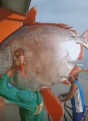 Nelayan ini emoh jual ikan jumbo tangkapannya, alasannya bikin melongo