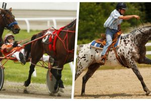 Bukan sembarang kuda, ini 5 ras yang paling bisa diandalkan buat lomba