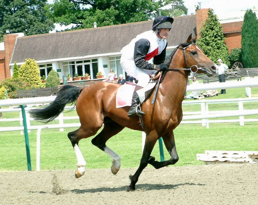 Bukan sembarang kuda, ini 5 ras yang paling bisa diandalkan buat lomba