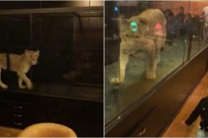 Restoran ini beri pelanggan sensasi makan bersama singa dan buaya