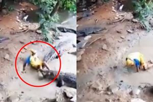 Detik-detik menegangkan pawang lolos dari gigitan buaya