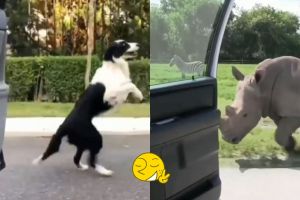 Ikut In My Feeling Challenge, aksi 5 hewan ini nggemesin banget